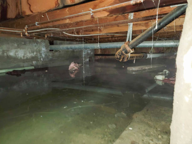 Best Flood damage cleanup  in Pike Creek Valley, DE